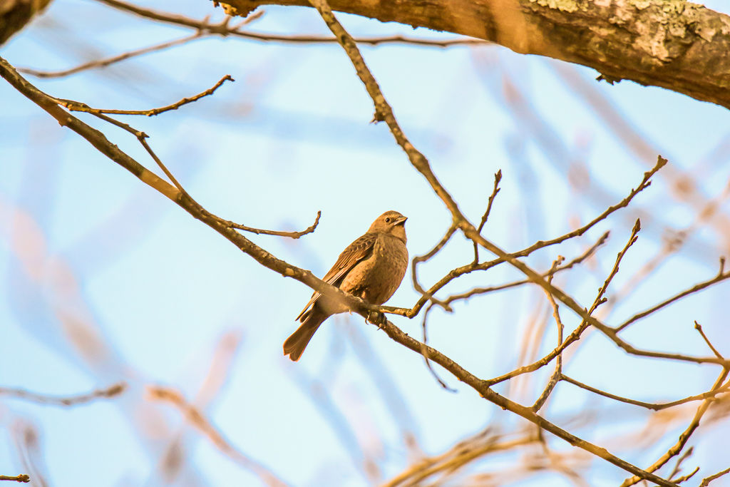 Backyard Birds NH-0153.jpg